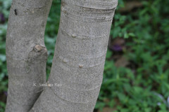 Clitoria arborea var. pseudoamazonica